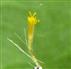  Disc floret